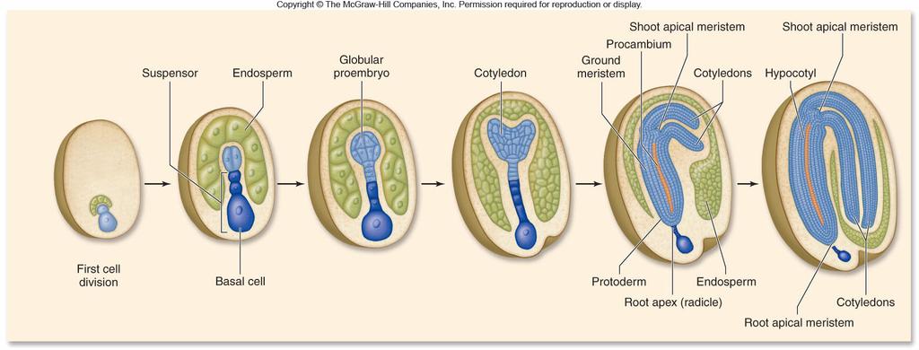 embryo -Large cell divides repeatedly forming an elongated structure called a suspensor
