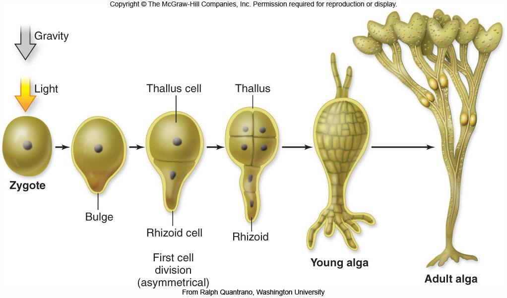 Embryo Development Embryo Development Asymmetrical cell division is also observed in the zygote of the brown alga Fucus -Unequal material distribution forms a bulge -Cell division occurs there,