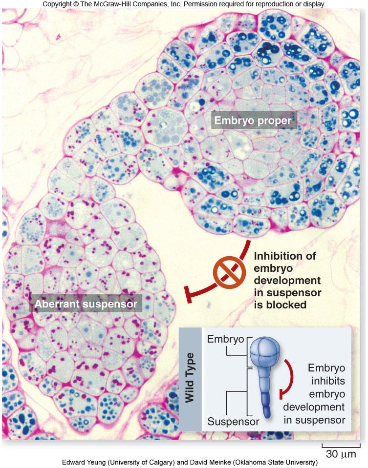 components 7 8 Embryo Development Arabidopsis mutants have revealed the normal developmental mechanisms -Suspensor mutants undergo aberrant development in the embryo followed by embryo-like