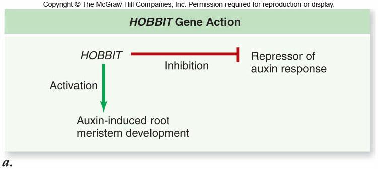 HOBBIT gene is required for root meristem, but not