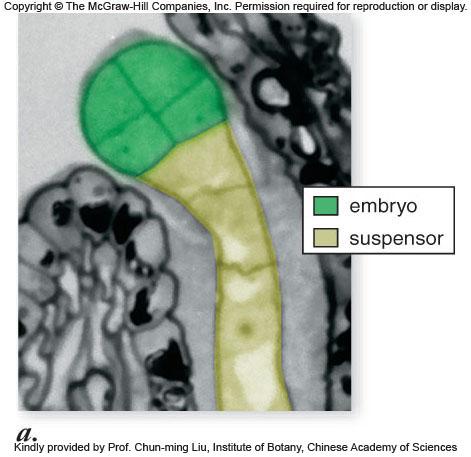 meristems differentiate while the plant embryo is