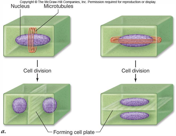 plant body is largely determined by the plane in which its cells divide -Based on the position of the cell plate -Determined by microtubule orientation Microtubules