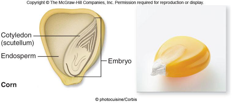 Morphogenesis During embryogenesis, angiosperms undergo three other critical events: -Storage of food in the cotyledons or endosperm -Differentiation of ovule