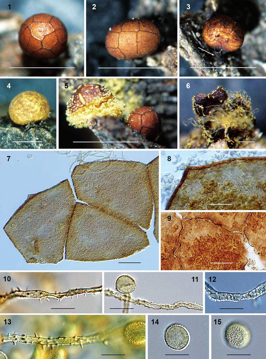 perichaena:06-perichaena 10/12/2009 13:15 Página 65 A new species of Perichaena 65 Figs. 1-15. 1-3, 5-15, Perichaena calongei. 1, 2, Sporocarps showing peridial plates.