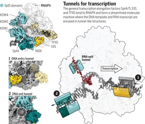 Figure: Tunnels for transcription The general transcription elongation factors Spt4/5, Elf1, and TFIIS bind to RNAPII