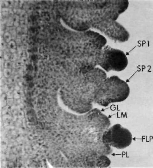 the common sigmoid pattern of stem elongation, with the maximum rate of elongation occurring around flag leaf stage (Fig. 16).