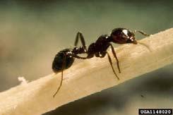 VII. Recent Invasions By Red Fire Ant (Solenopsis invicta)