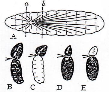Pre-ecdysis phase: Brain is required (Fraenkel, 1934, Nature) Blowfly (Calliphora erythrocephala) pupation.