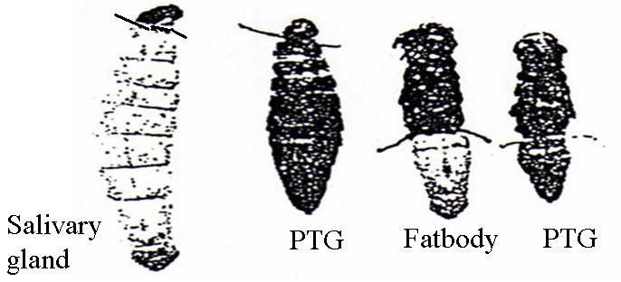Pre-ecdysis phase: PTG is required (Fukuda, 1940) Conclusion: silkworm need both the PTG and
