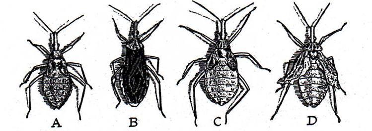 Pre-ecdysis phase: CA prevents metamorphosis A=normal 5 th instar nymph of Rhodnius, B=Normal Adult C=6 th instar produced by implanting a CA from 4 th instar into
