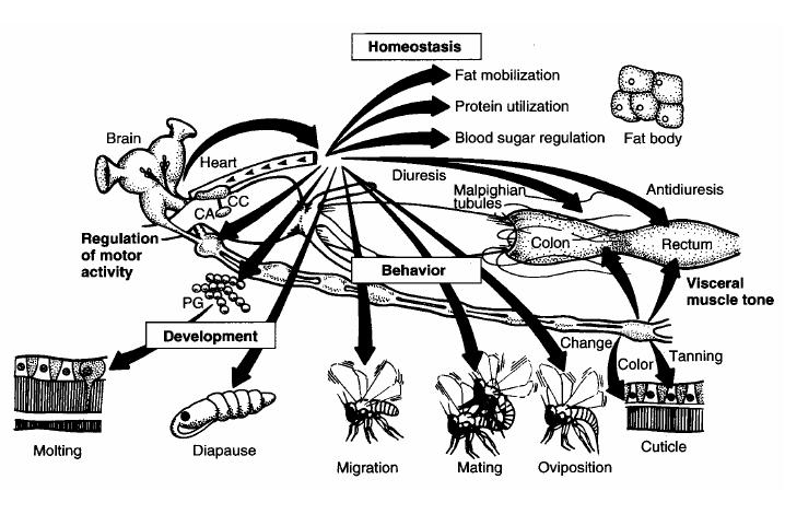 Functions of insect