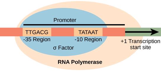 II. Gene Regula5on in Prokaryotes Bacterial promoters are defined by 4 core elements TSS : transcrip*on start site