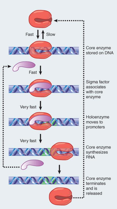 II. Gene Regula5on in Prokaryotes RNA polymerase requires σ- factors for efficient binding to DNA- sequences at TSS The σ- factor has specific domains that recognize canonical elements in the
