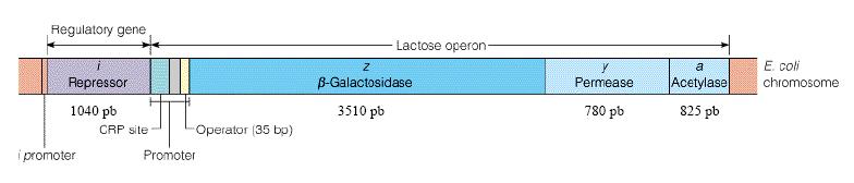 II. Gene Regula5on in Prokaryotes Lactose operon encodes enzymes involved in β- galactosides catabolism LacZ : β- galactosidase
