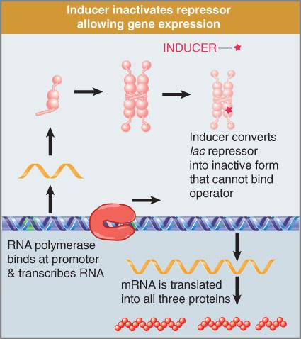 II. Gene Regula5on in Prokaryotes LacI is itself