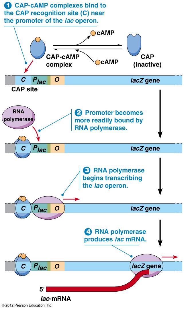 II. Gene Regula5on in Prokaryotes Preferen*al use of Glucose