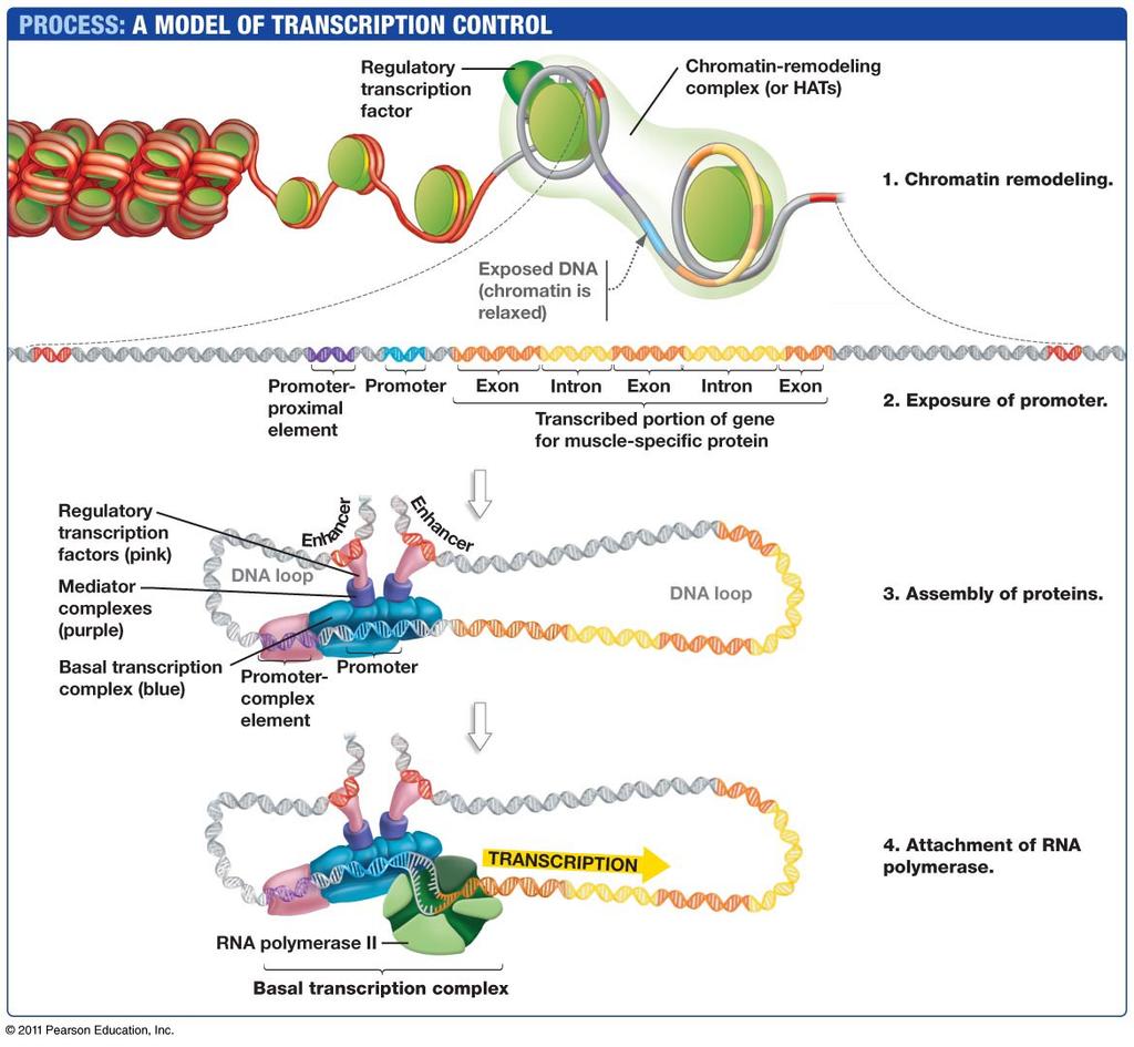 III. Gene Regula5on in Eukaryotes III.