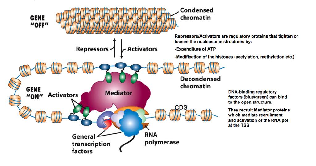 III. Gene Regula5on in