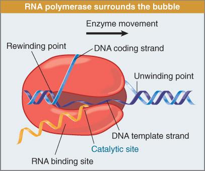 RNA polymerase synthe*zes RNA complementary to the template DNA (elonga5on) RNA synthesis proceeds
