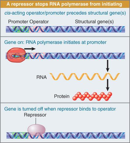 I. Introduc5on Principe #4 : Transcrip*on ini*a*on is regulated by trans- ac5ng proteins (ac*vators or