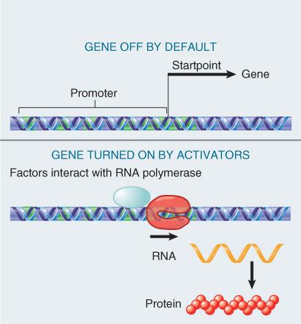 prevent or reduces the RNA polymerase ac*vity : (i.e., nega*ve regula*on) Ac*vator binds to DNA sites