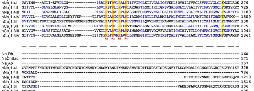 Secondary structural elements of Na v Rh are indicated above the sequence alignment. Invariant amino acids are shaded in yellow.
