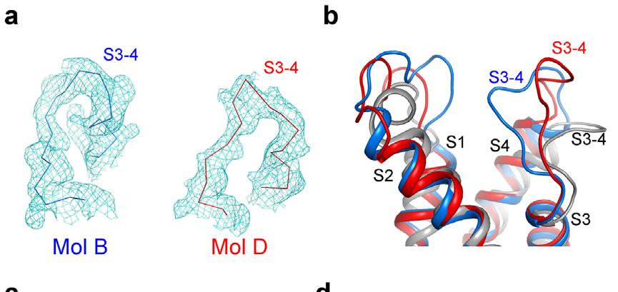 RESEARCH Supplementary Fig. 9 S3-S4 linker is flexible in the structure of Na v Rh.