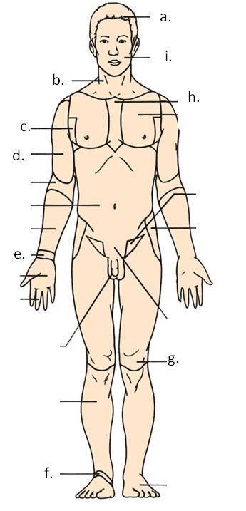 12. Match the label of body region shown on the figure with the terms listed below. 1. Carpal a 2. Petellar b 3. Cranial c 4. Facial d 5. Axillary e 6.