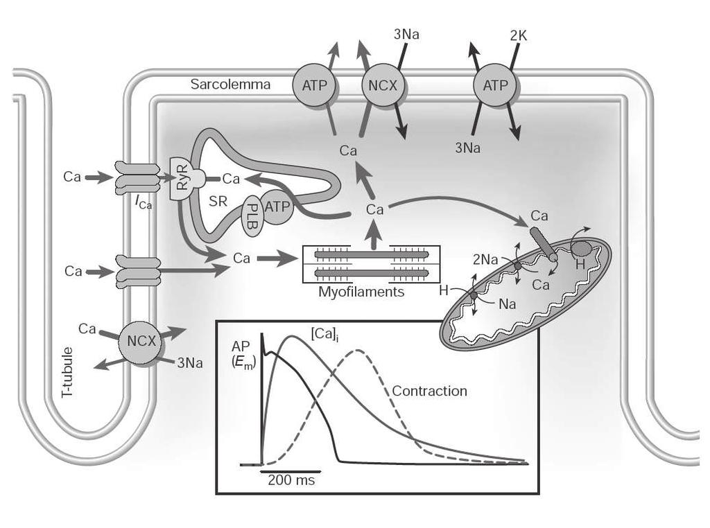 Excitation-Contraction Coupling Cardiac cells are interesting because they contain TWO excitable systems that are interconnected The sodium-potassium