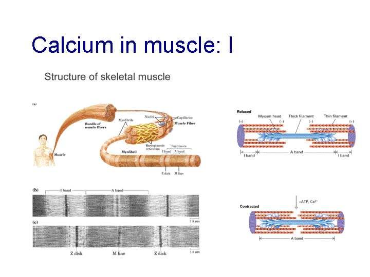 Muscle Calcium