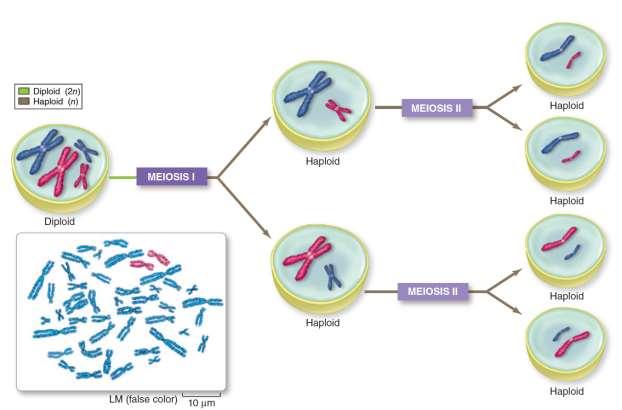 Meiosis Overview Meiosis halves the chromosome number and scrambles alleles.