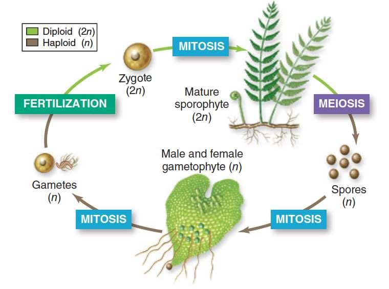 Meiosis Produces Spores in
