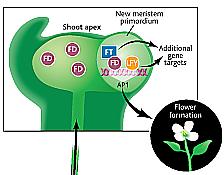 light CO activates transcription of Flower Locus T gene, which encodes a RAF-kinase inhibitor protein that promotes flowering Flowering under LDs occurs because of coincidence between circadian-clock