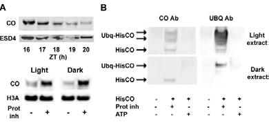 Fig2F: CO protein in nuclei of 35S::CO plants grown under LDs and harvested in the morning. CO analyzed by Western blotting, antibody to Histone 3A used as a control.