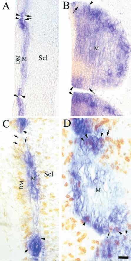 Myotome formation and growth 2195 (Fig.