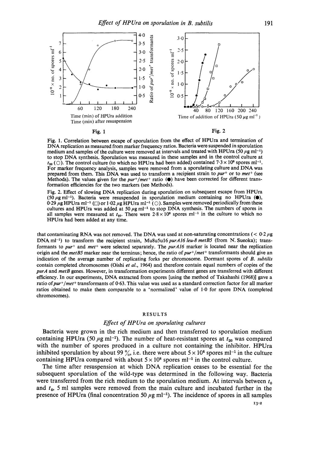 Efect of HPUra on sporulation in B. subtilis 191 1 14.0 y 3-0 - 1.
