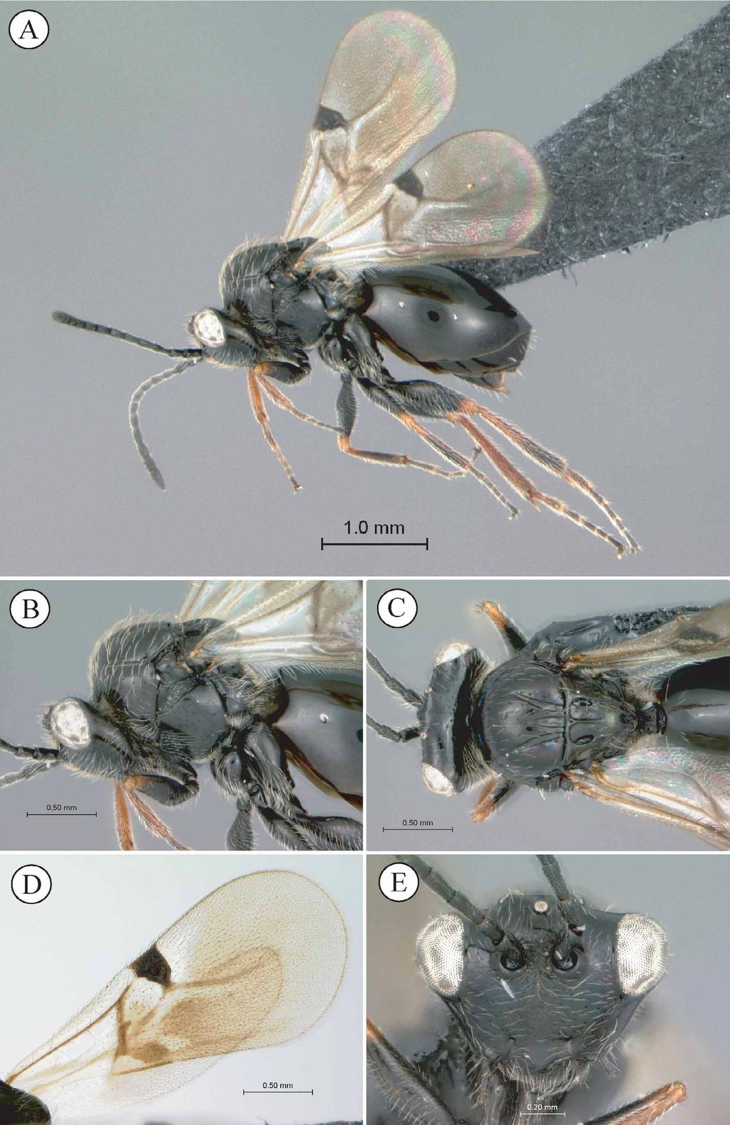 FIGURE 8. Tylosema dayae Buffington & van Noort, paratype specimen, female. A, habitus. B, head and mesosoma, lateral view.