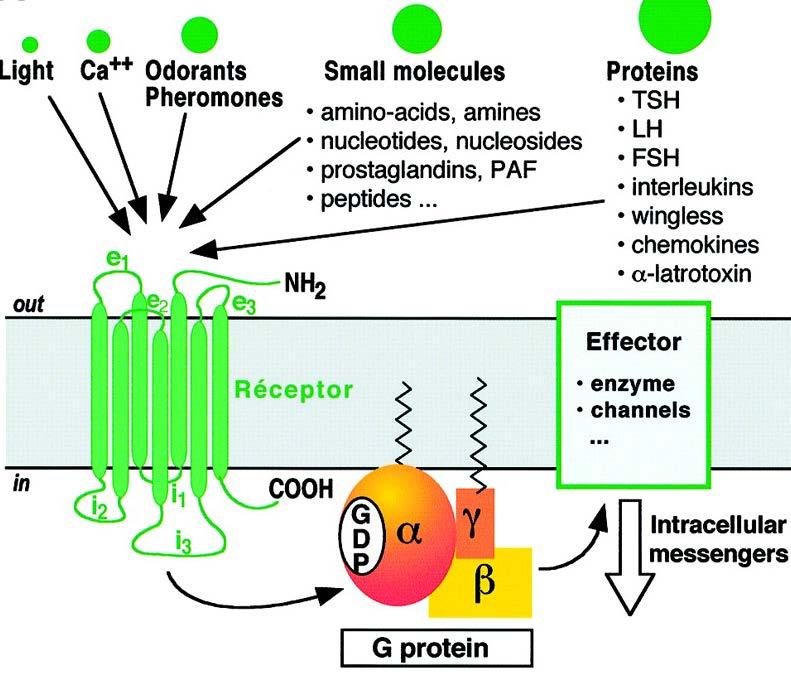 G-protein-coupled receptors exhibit complex