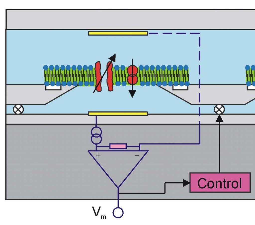 How do you make an ionchannel biosensor?