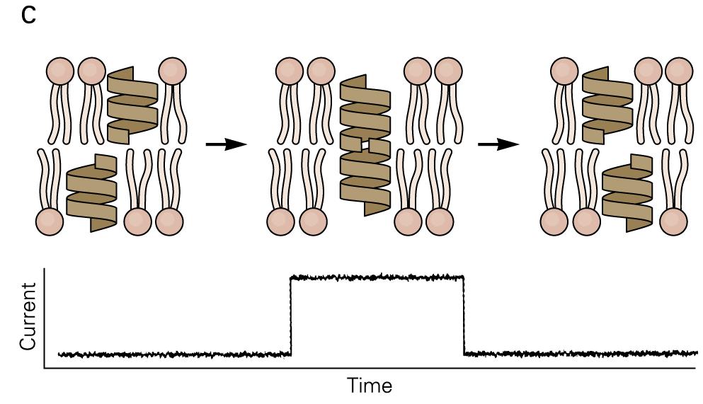 Characteristics of the current in a single ion channel. A. The channel opens and closes in an all-or-none fashion, resulting in brief current pulses through the membrane.