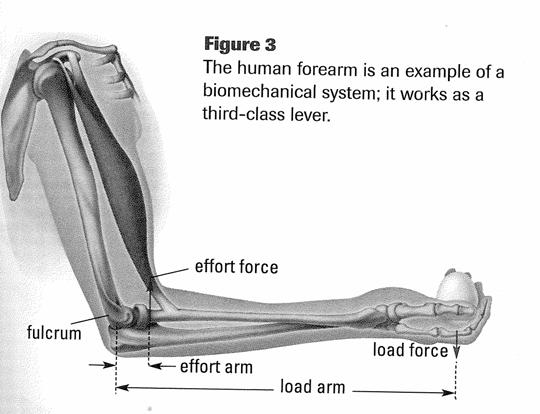Sph4c Chapter Simple Machines orusso Other types of levers Biomechanical systems: Arms, legs, jaws,