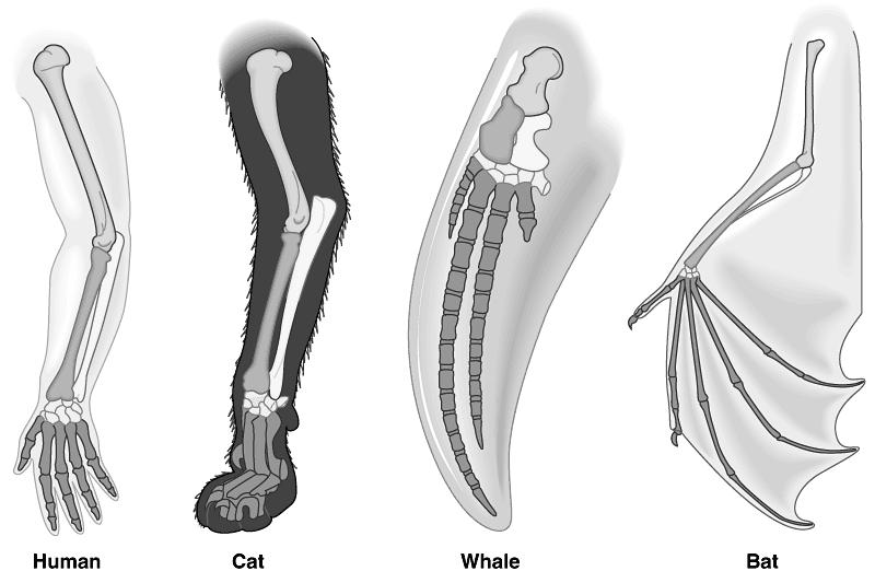 Anatomical Evidence: Homologous Structures