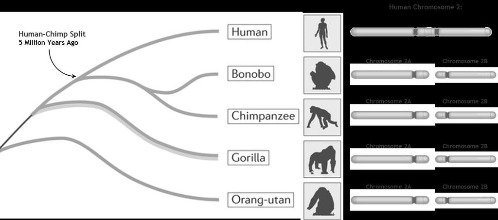 1: Human & Chimpanzee Chromosome 2 Homology It is documented that humans possess
