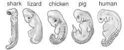 Comparative Biochemistry: Embryological Evidence: Common Germ Layers Figure 14: Embryonic Germ Layers Early Embryonic Stages (Vertebrates) Comparative Embryology: a) Early embryologists discovered