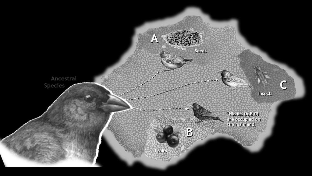 Figure 8: Allopatry & Adaptive Radiation: Galapagos Finches Upon reaching the Galapagos, finches began to occupy niches inaccessible to them on the S. American mainland.