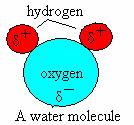 45. Water is called the universal solvent. It is Earths most important solvent for living organisms.