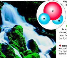 The Water Molecule Water is a neutral molecule, but is considered to be polar. The oxygen atom has a stronger attraction for electrons than the hydrogen.