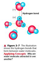 Hydrogen Bonds Because the water molecule is polar, it has a positive and negative side.