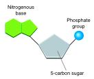 Nucleic Acids Nucleic acids are macromolecules made up of hydrogen, oxygen, nitrogen, carbon, and phosphorus.