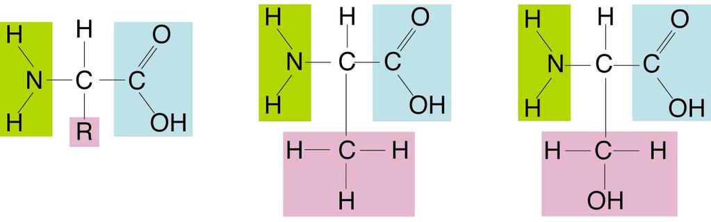 Figure 2-16 Amino Acids Section 2-3 Amino group